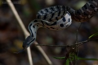 Siamese Cat Snake Boiga siamensis