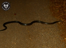 Monocled Cobra Naja kaouthia